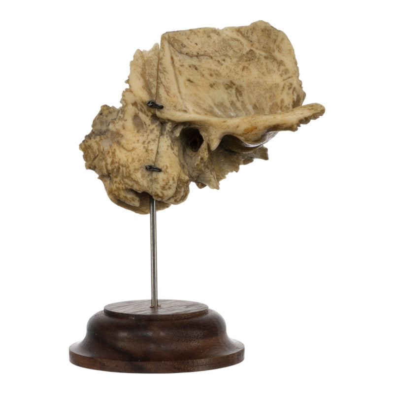 Real Human Articulated Temporal Bone on Stand