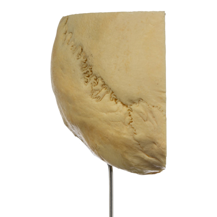 Real Human Partial Skull on Stand