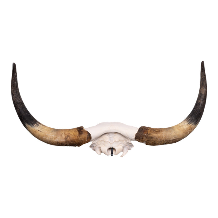 Real Longhorn Skull Plate