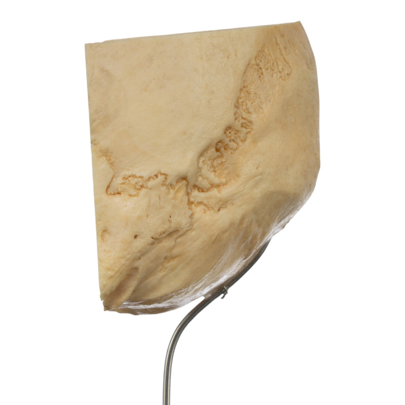 Real Human Partial Skull on Stand