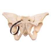 Real Human Pelvis, Sacrum, and Coccyx - Articulated