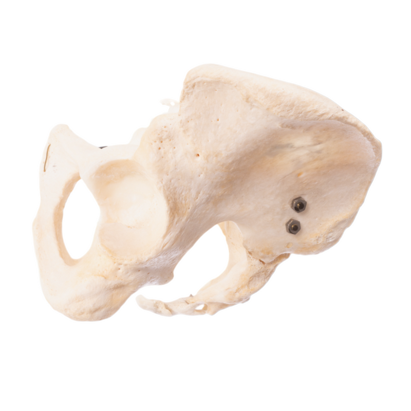 Real Human Pelvis, Sacrum, and Coccyx - Articulated