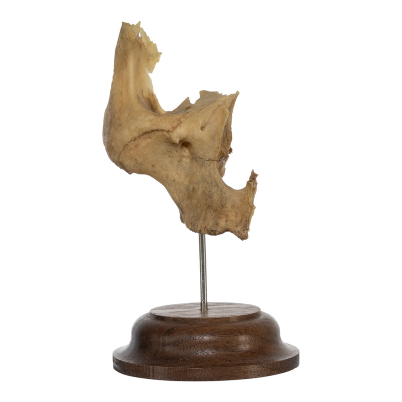 Real Human Partial Skull on Stand