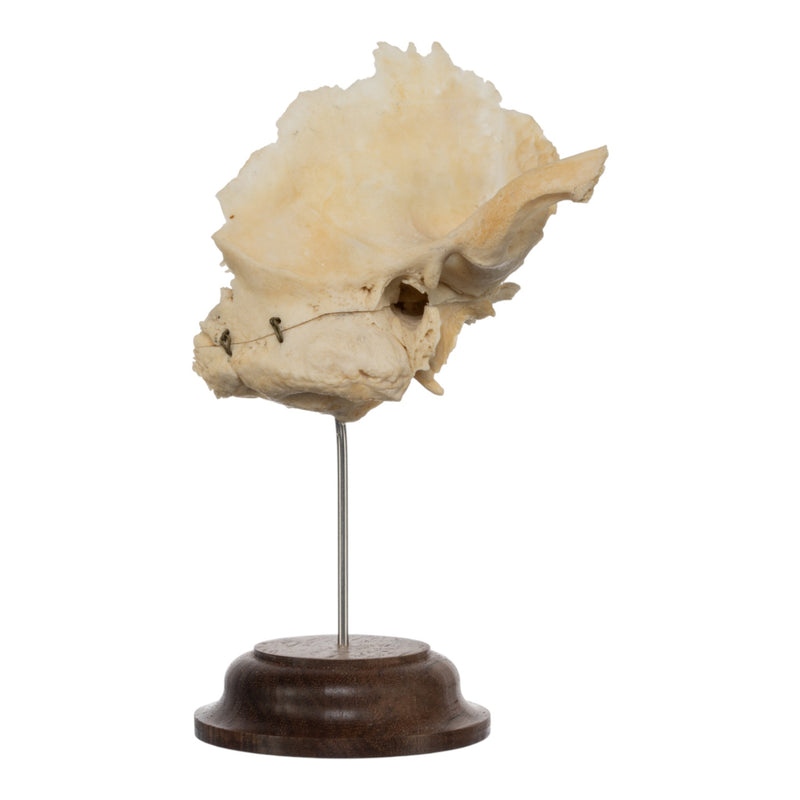 Real Human Articulated Temporal Bone on Stand