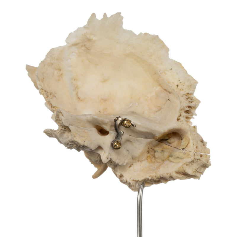 Real Human Articulated Temporal Bone on Stand