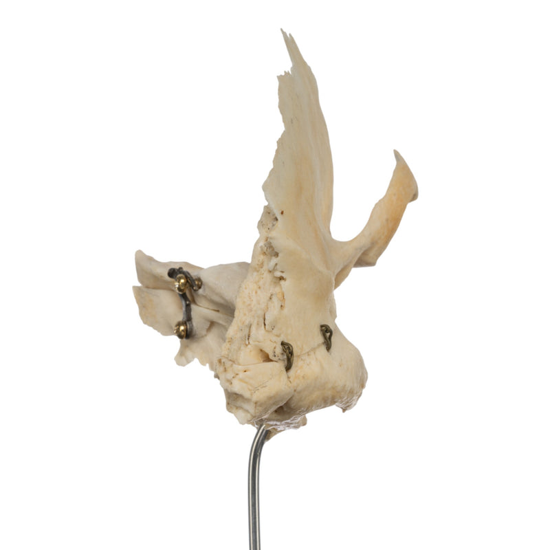 Real Human Articulated Temporal Bone on Stand