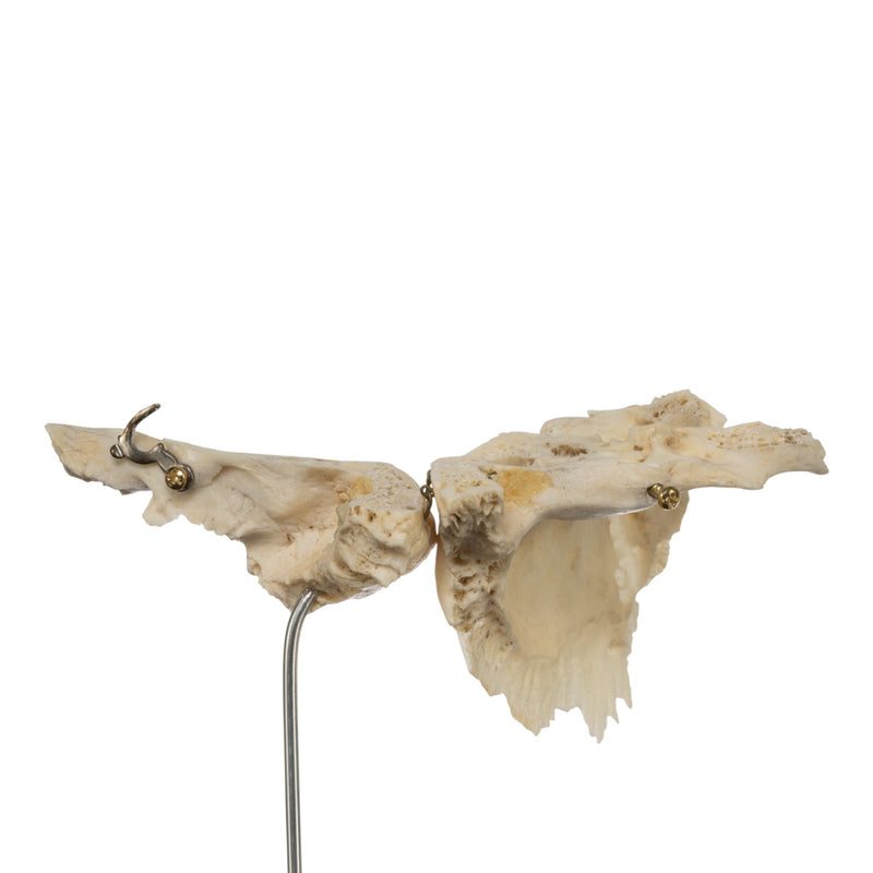 Real Human Articulated Temporal Bone on Stand
