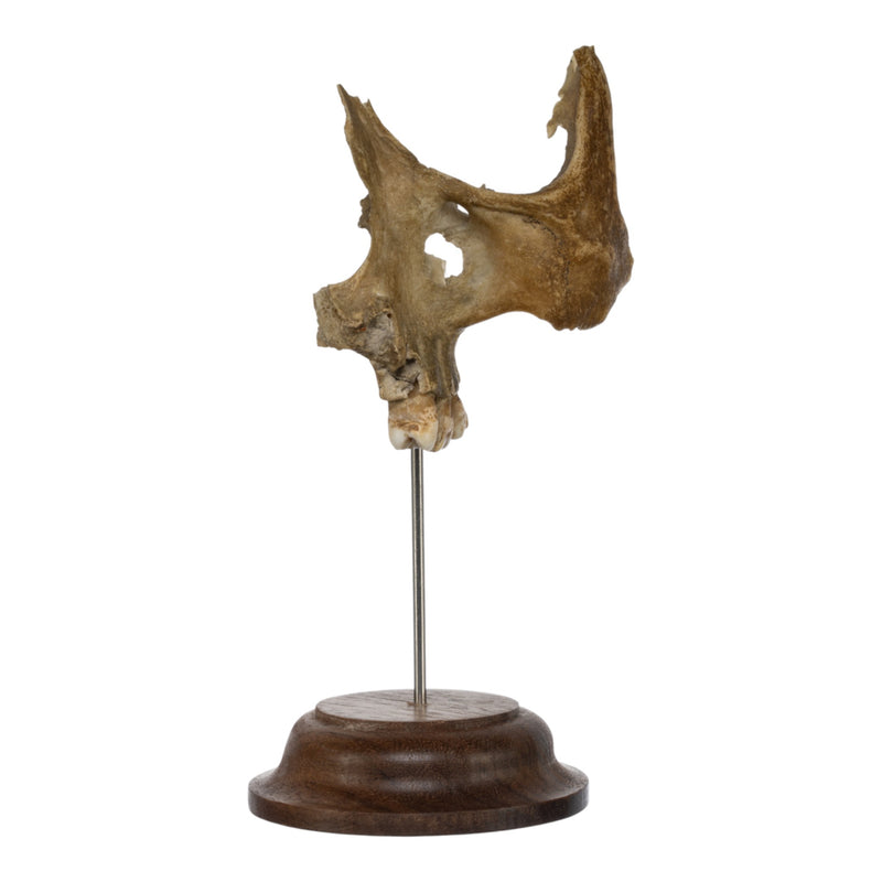 Real Human Partial Skull on Stand