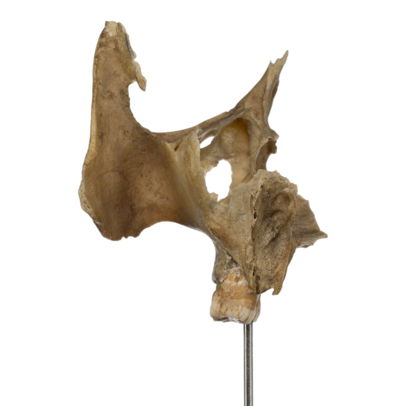 Real Human Partial Skull on Stand