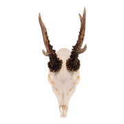 Real Roe Deer Skull with Mandible
