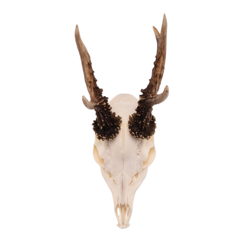 Real Roe Deer Skull with Mandible