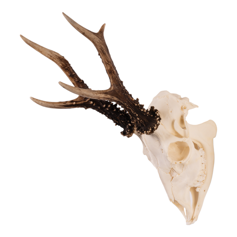 Real Roe Deer Skull with Mandible