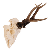 Real Roe Deer Skull with Mandible