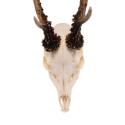 Real Roe Deer Skull with Mandible