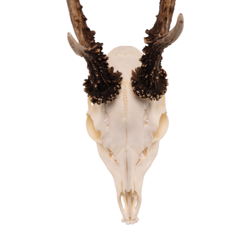 Real Roe Deer Skull with Mandible