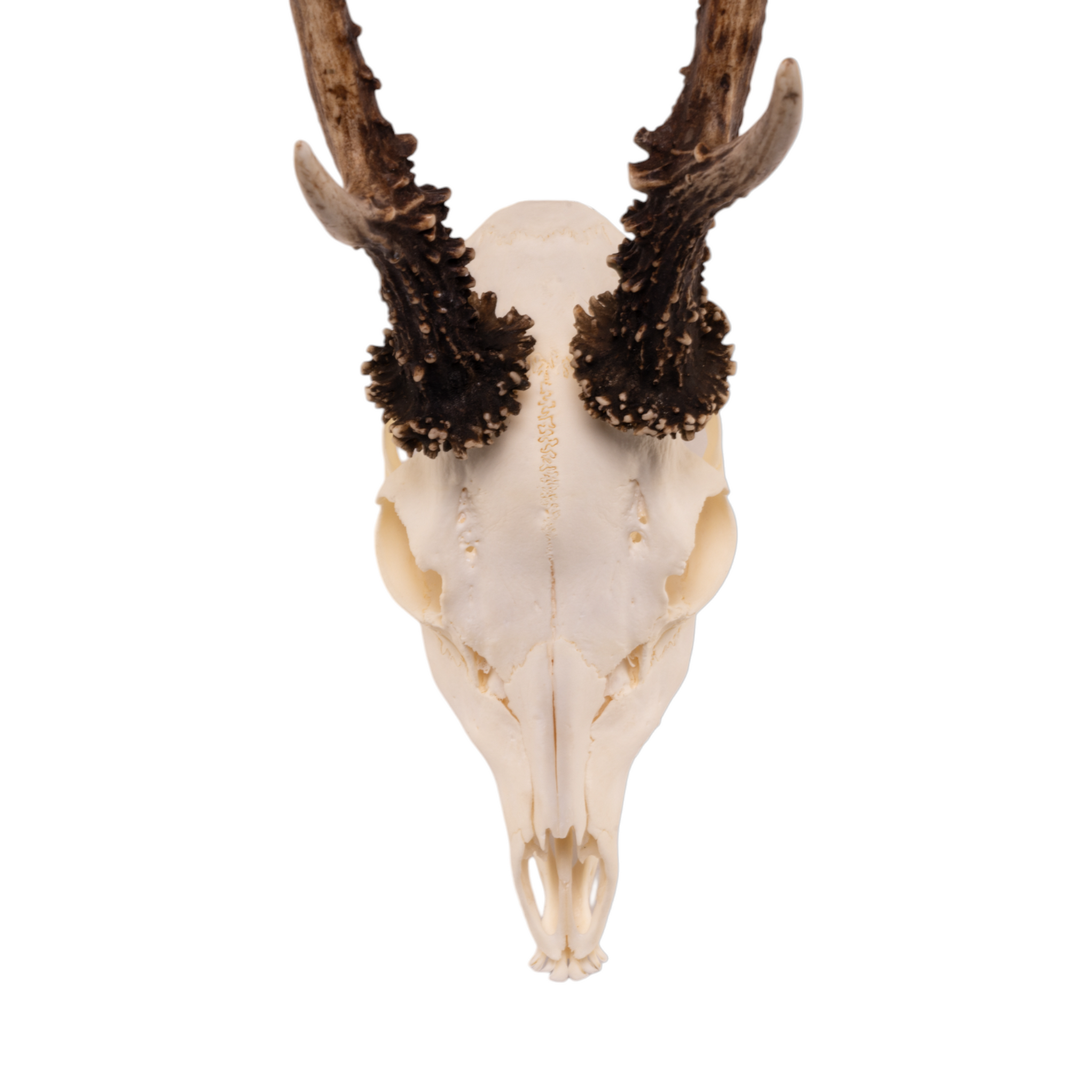 Skull Rreal Real Roe Deer Skull with Mandible For Sale — Skulls Unlimited ...