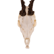 Real Roe Deer Skull with Mandible