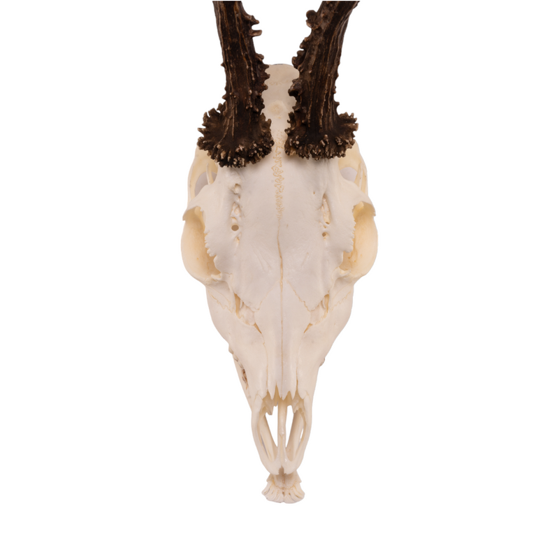 Real Roe Deer Skull with Mandible