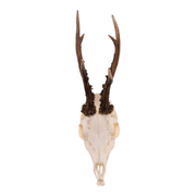 Real Roe Deer Skull with Mandible