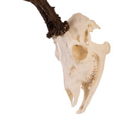 Real Roe Deer Skull with Mandible