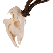 Real Roe Deer Skull with Mandible