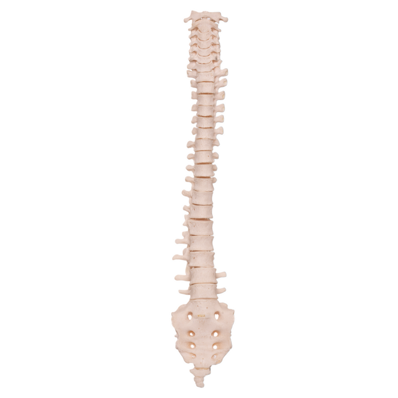 Real Human Spine with Sacrum