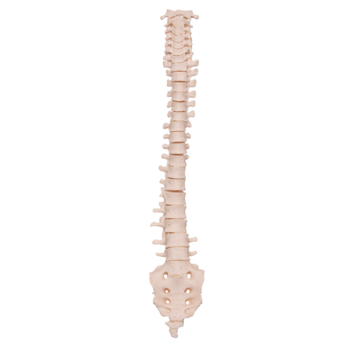 Human Realspine Real Human Spine with Sacrum For Sale — Skulls Unlimited International ...