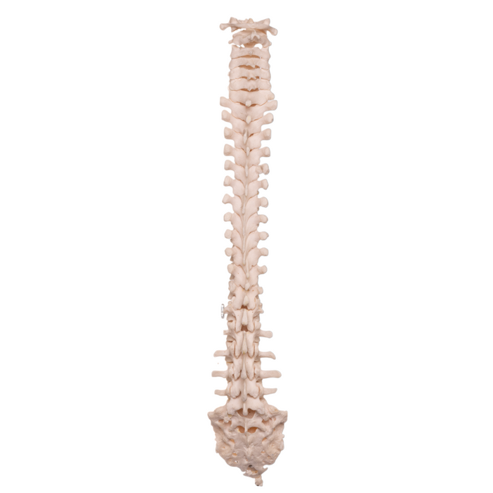 Real Human Spine with Sacrum