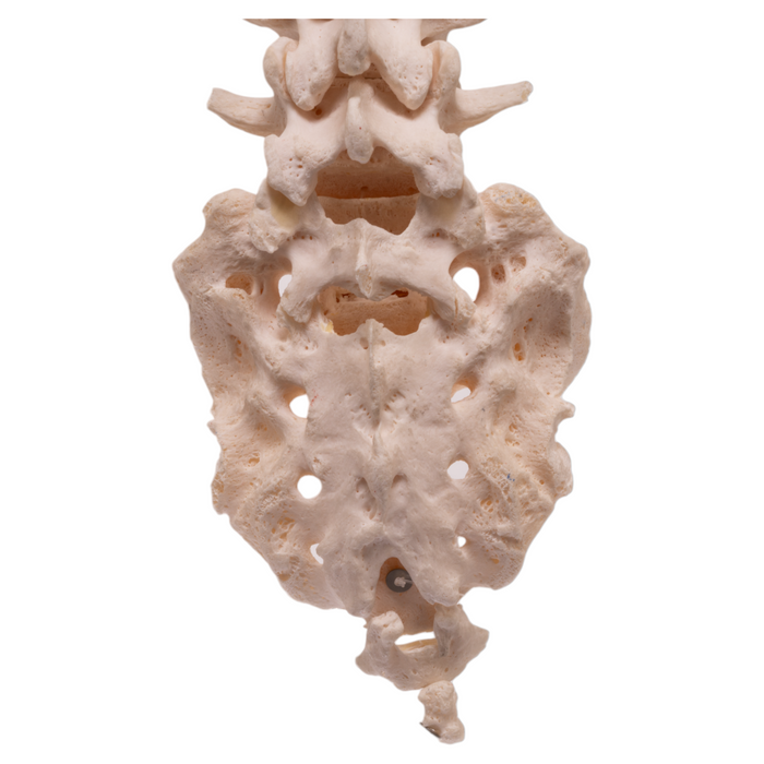 Real Human Spine with Sacrum