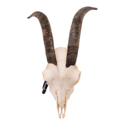 Real Domestic Goat Skull - Small (Single)