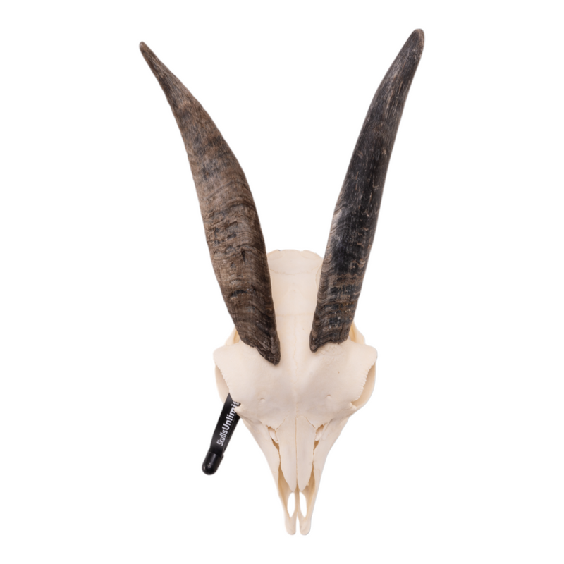 Real Domestic Goat Skull - Small (Single)