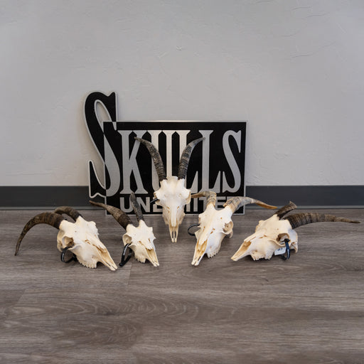 Real Domestic Goat Skull - Small (Single)