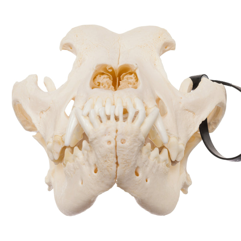 Real Domestic Dog Skull - Mastiff