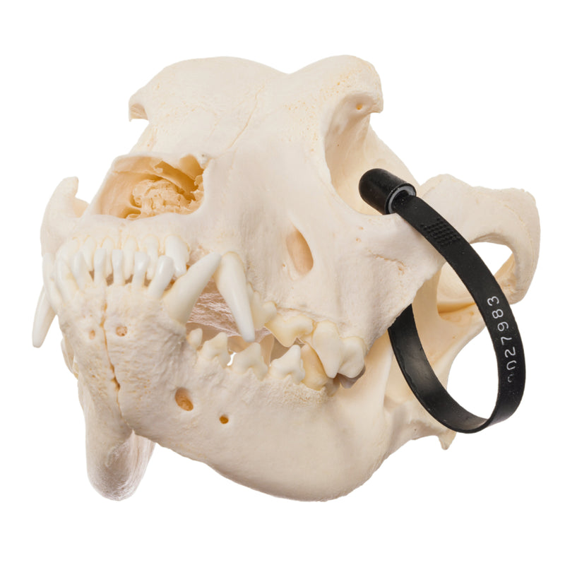 Real Domestic Dog Skull - Mastiff