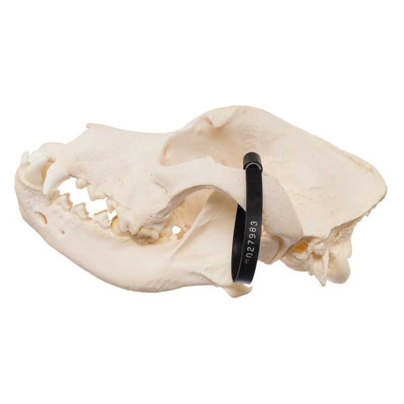 Real Domestic Dog Skull - Mastiff