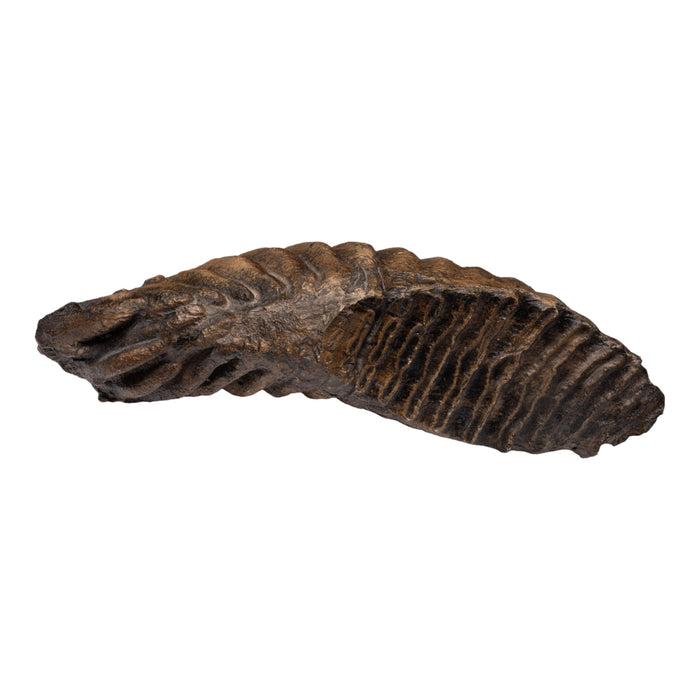 Replica Mammoth Tooth