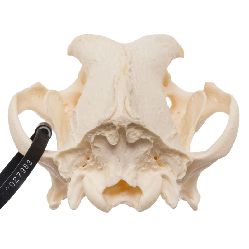 Real Domestic Dog Skull - Mastiff
