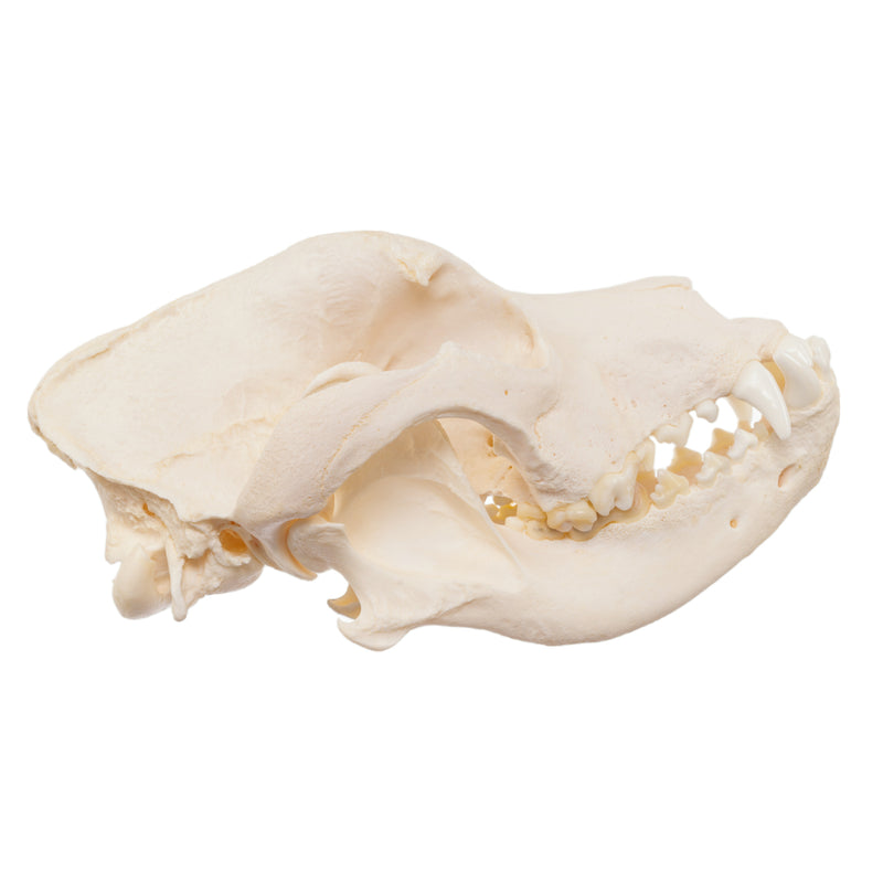 Real Domestic Dog Skull - Mastiff