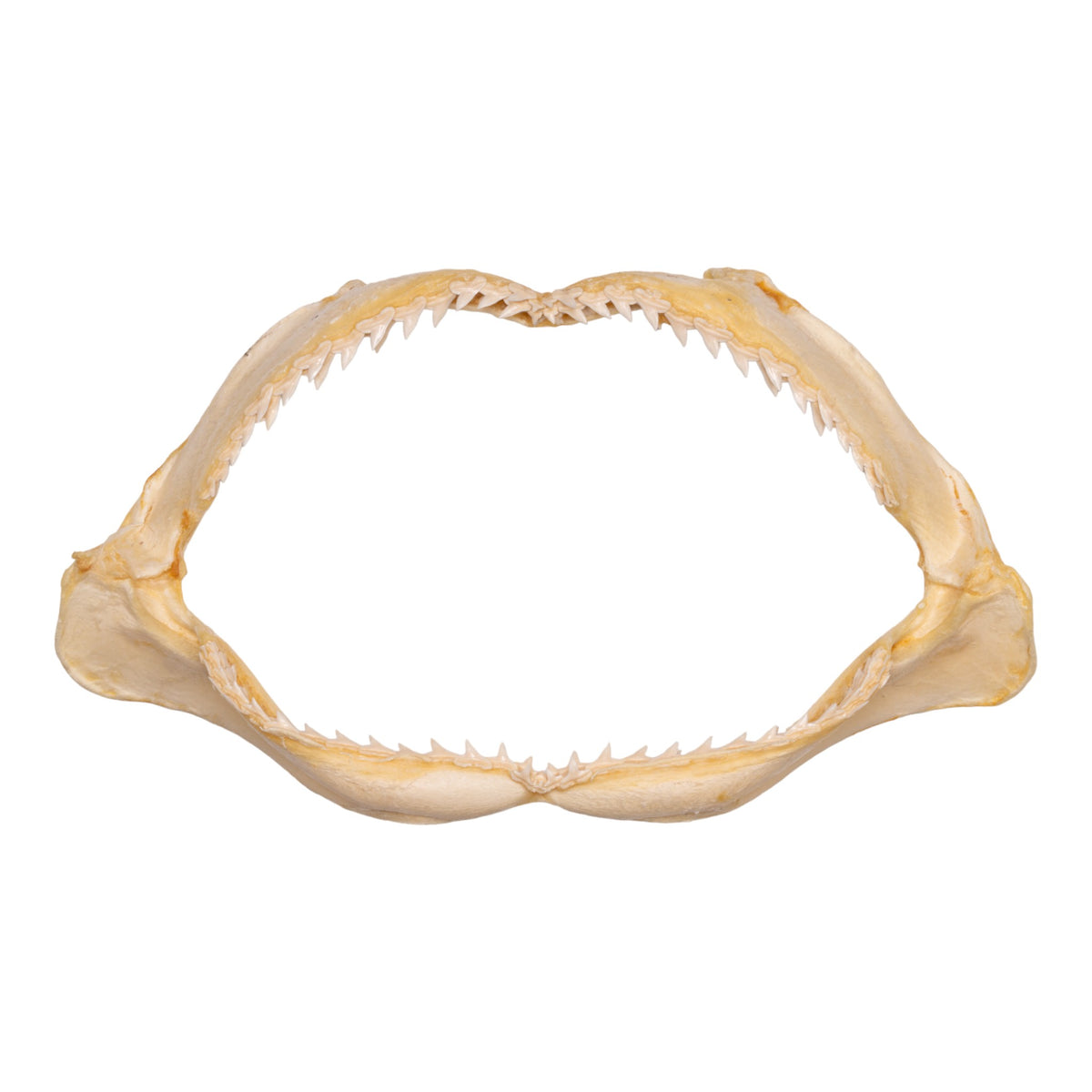 Real Smooth Hammerhead Shark Jaw (9 Real Smooth Hammerhead Shark Jaw (9