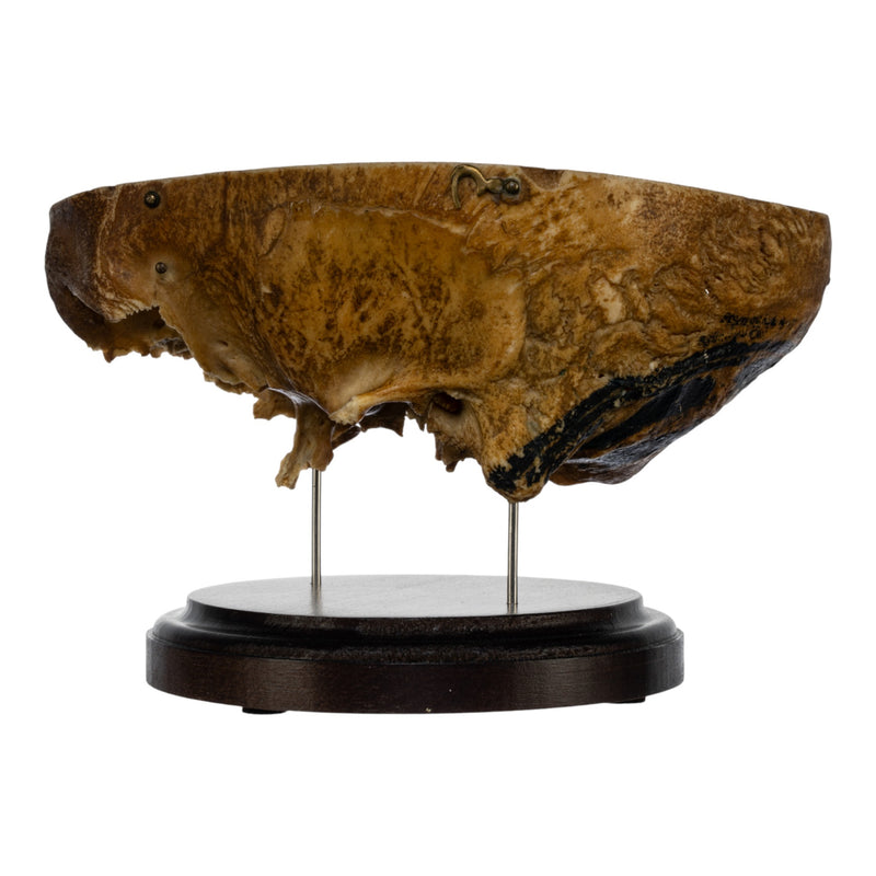 Real Human Partial Skull on Stand