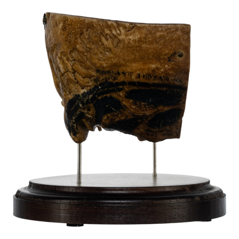 Real Human Partial Skull on Stand