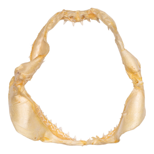 Real Bigeye Thresher Shark Jaw (7")