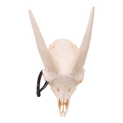 Real Domestic Goat Skull without Horns - Single