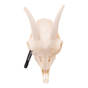 Real Domestic Goat Skull without Horns - Single