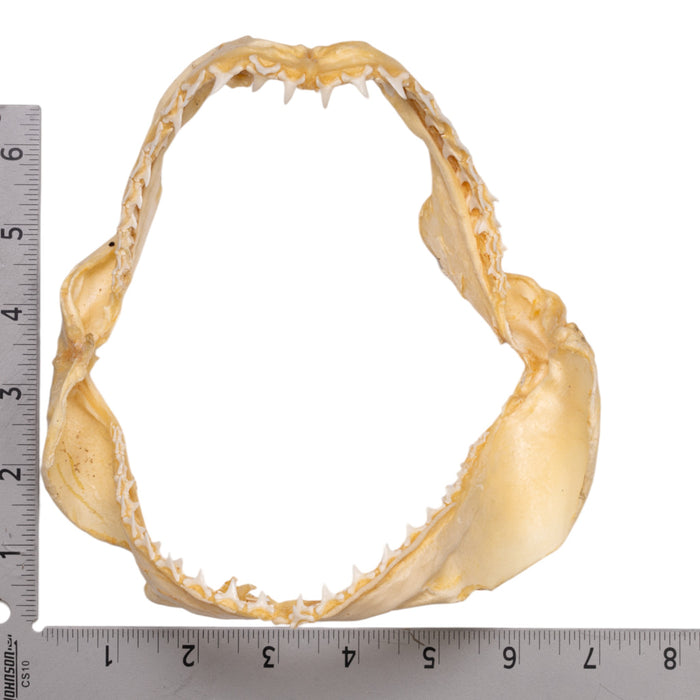 Real Bigeye Thresher Shark Jaw (7")