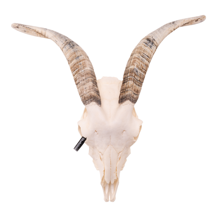 Real Domestic Goat Skull - Medium