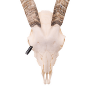Real Domestic Goat Skull - Medium (Single)