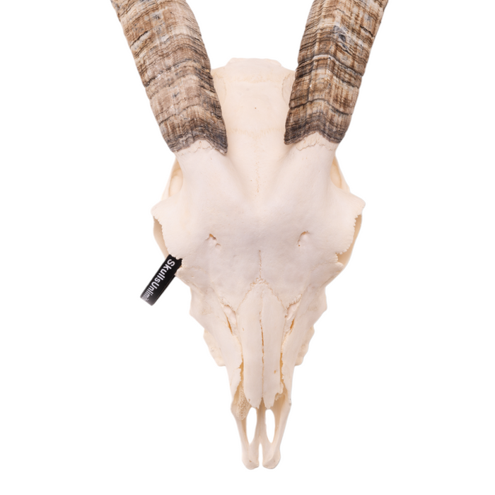 Real Domestic Goat Skull - Medium