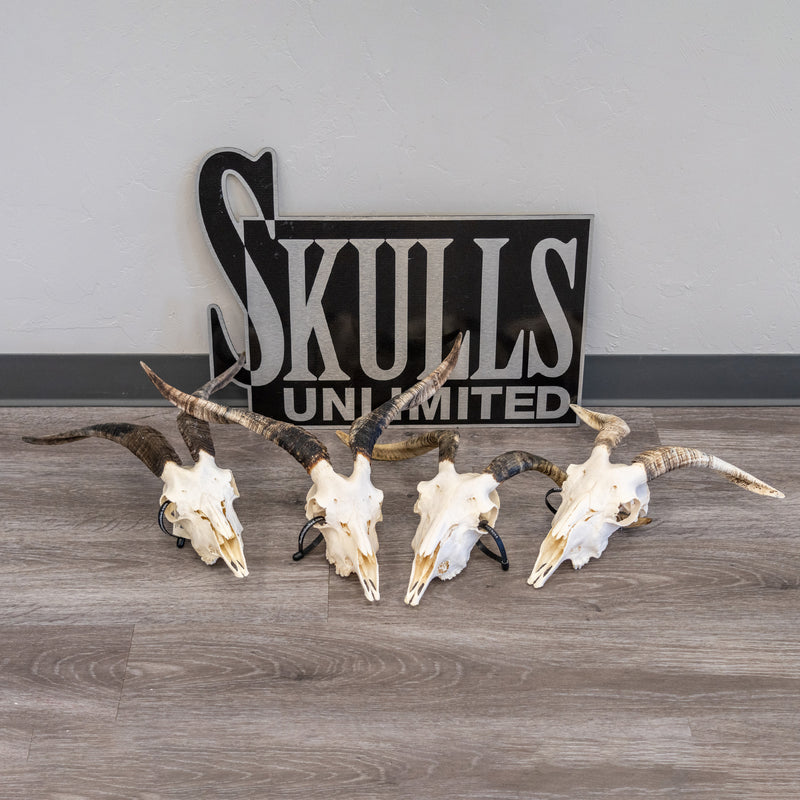 Real Domestic Goat Skull - Medium (Single)