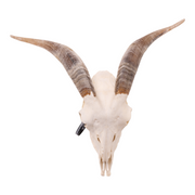 Real Domestic Goat Skull - Large (Single)